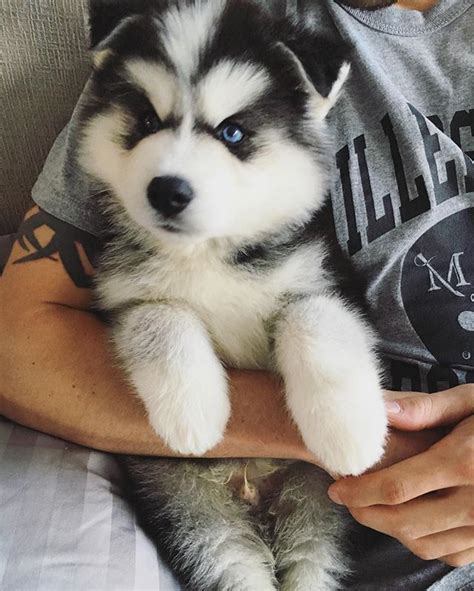 Droll Husky Puppies In Clothes l2sanpiero