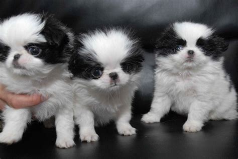 Droll Japanese Chin Puppies For Sale