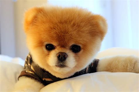 Droll Pomerania Blanco Cara De Oso Precio: Everything You Need To Know