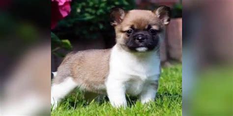 24 Of the Cutest Mixes You Have Ever Seen