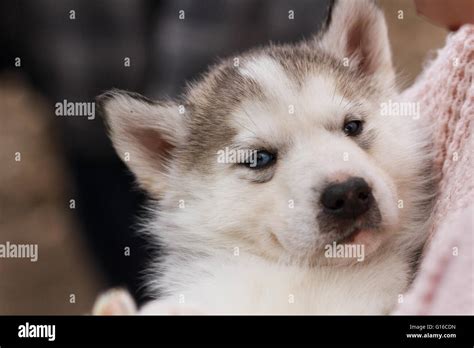Droll Puppies Husky Newborn: The Cutest Addition To Your Family In 2023
