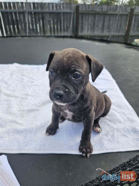 Droll Pomeranian Puppies l2sanpiero