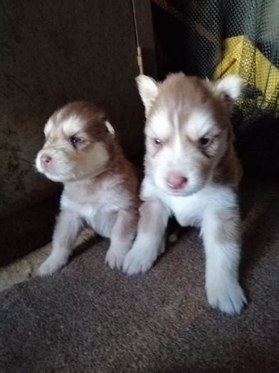 Droll Purebred Husky Puppies For Sale Gauteng