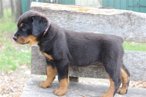 Droll Rottweiler Husky Mix Puppies For Sale l2sanpiero