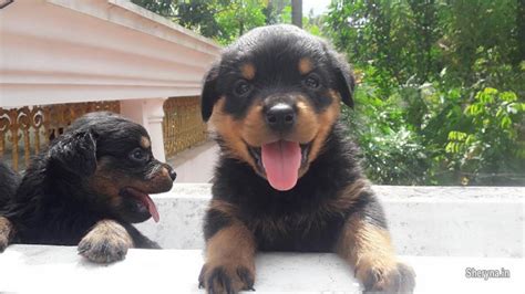 Droll Rottweiler Puppies For Sale In Kerala Trivandrum