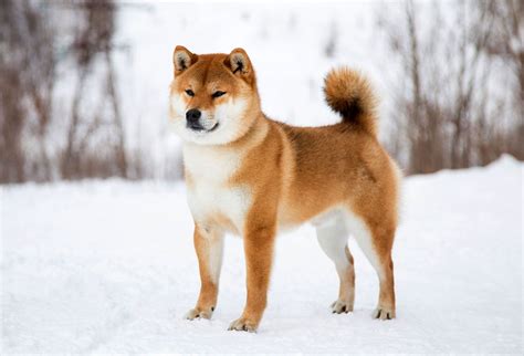 Droll Shiba Inu Japanese Spitz Akita l2sanpiero