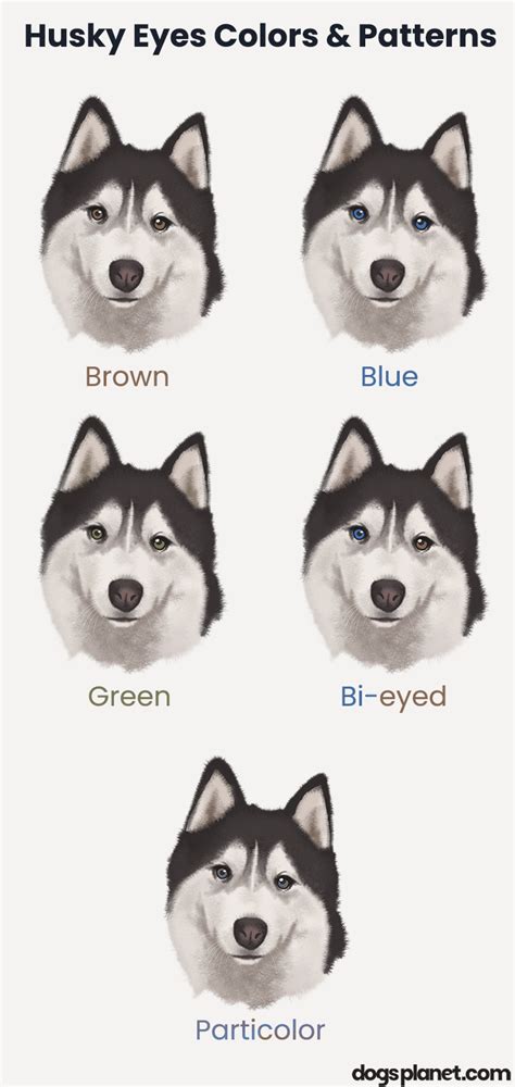 Droll Siberian Husky Different Eye Color l2sanpiero