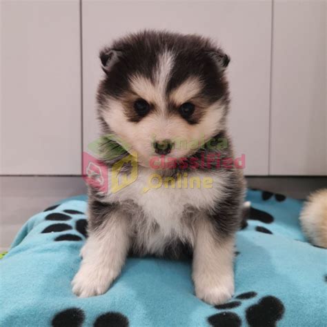 Droll Teacup Pomsky Puppies For Sale