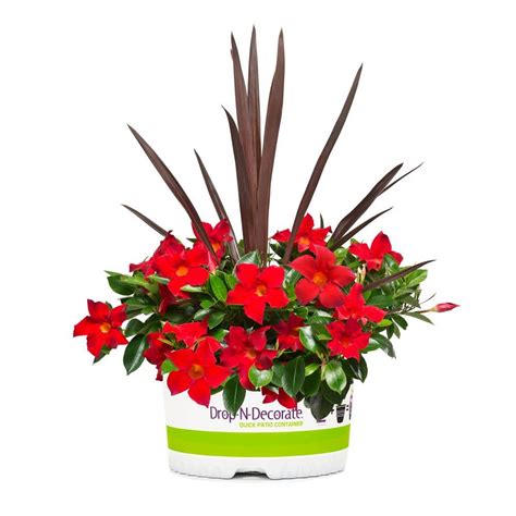 Transform Your Space into a Lush Oasis with the Magic of Drop and Decorate Plants - Enhance Your Environment Naturally!