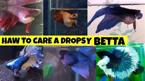 Dropsy Betta Treatment