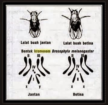 Drosophila Melanogaster Yang Memiliki Formula Kromosom 3aa Xxy Berjenis Kelamin