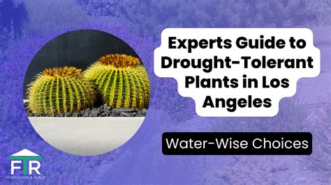Drought Tolerant Choices