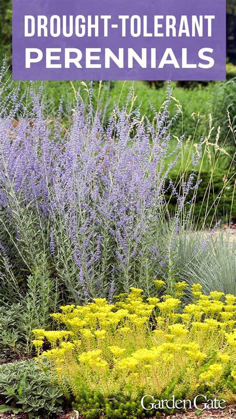 Drought-Tolerant Perennials: Beauty with Less Water
