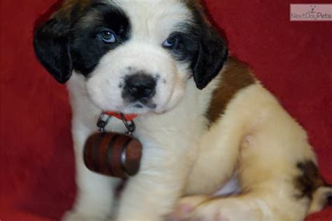 Dry Mouth St Bernard Puppies For Sale In 2023