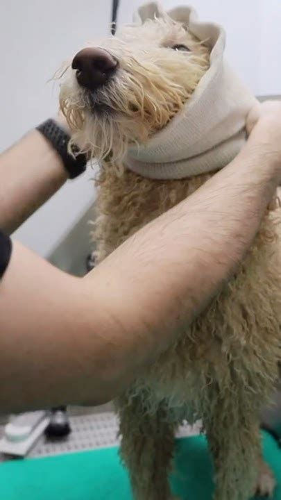 Drying Techniques for Optimal Fluff and Definition