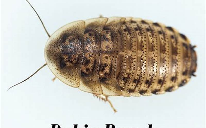 Can Dubia Roaches Fly?