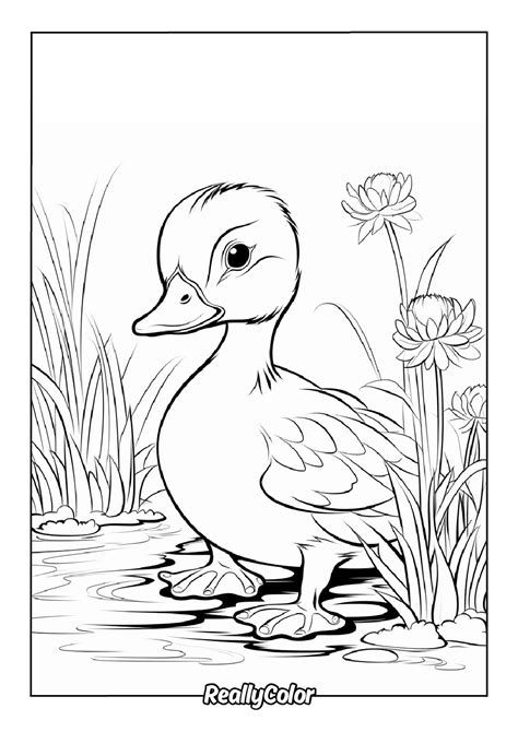Duck Color Page