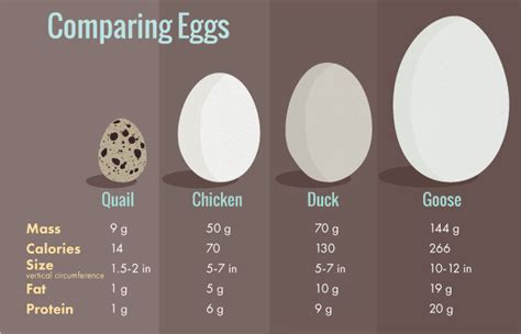 Duck Egg Size Chart