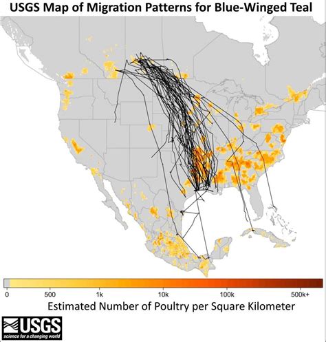 Duck Migration Patterns