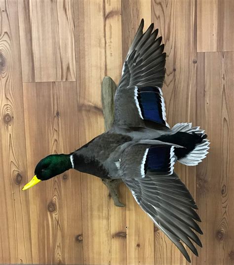 Duck Taxidermy
