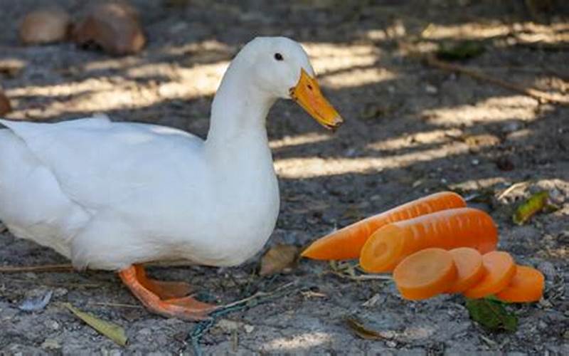 Can Ducklings Eat Carrots?