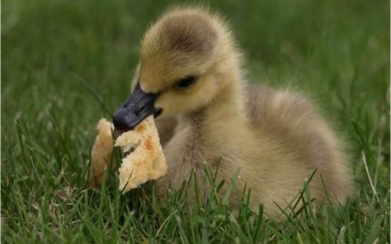 Ducklings Eating