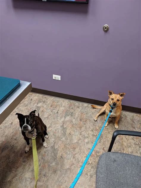 Duke Animal Hospital Chicago: Expert Veterinary Care for Your Furry friends