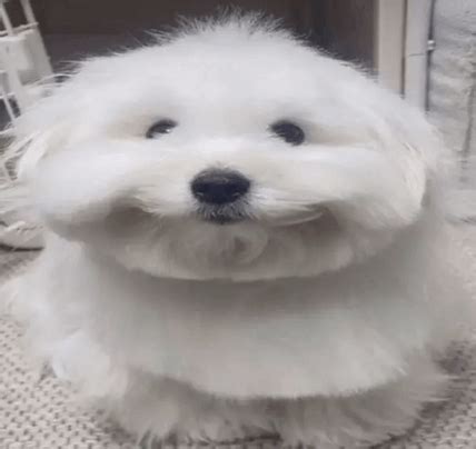 Dumb Dog Meme