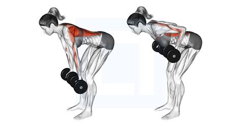 Dumbbell ball row exercise