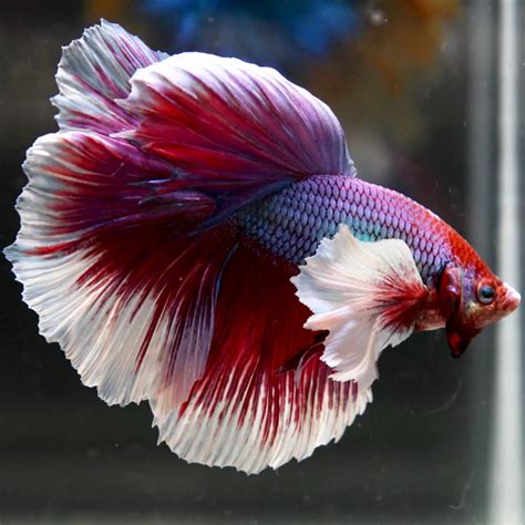 Dumbo Ear Betta