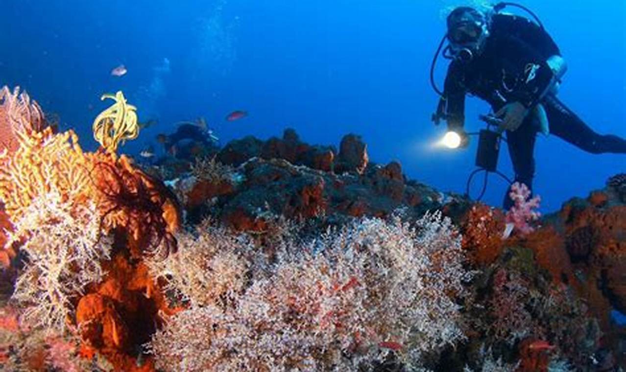 Dunia Bawah Laut: 15 Tempat Snorkeling dan Selam yang Luar Biasa