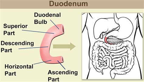 Duodenum: Function, Disorders & Relief Strategies