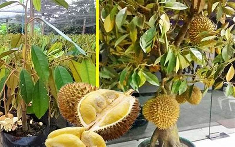 Durian Dalam Menyusui