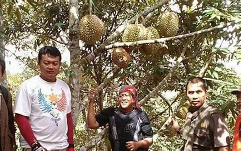 Durian Otong