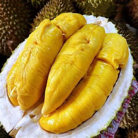 Durian Bawor