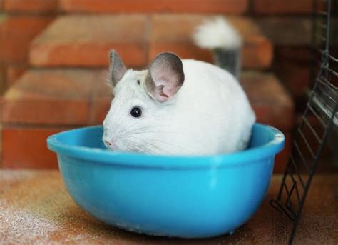 Dust Baths & Accessories