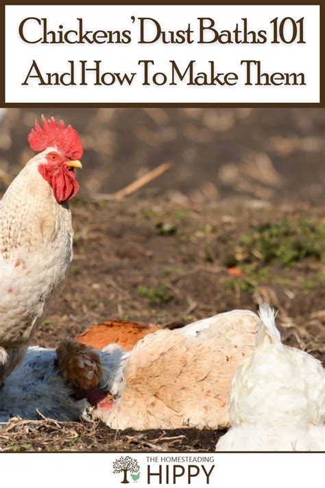 Dust Baths and Hiding Spots