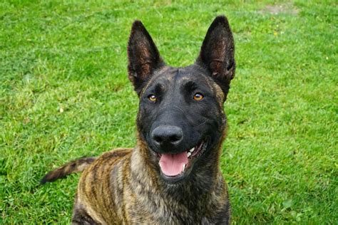 Dutch Shepherd The Ultimate Guide Animalso