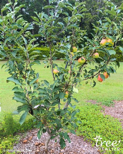 Dwarf Apple Trees: Perfect for Small Spaces