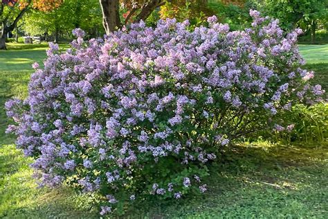 Dwarf & Compact Kinds Of Lilac Bushes