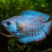 Dwarf gourami