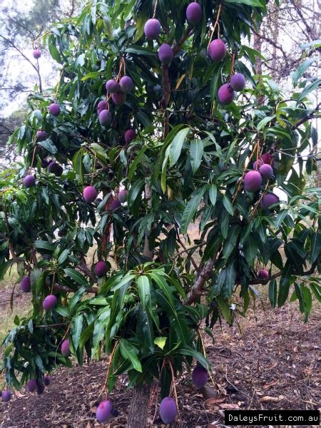 Dwarf Mango Tree: A Delicious Addition to Your Backyard Oasis