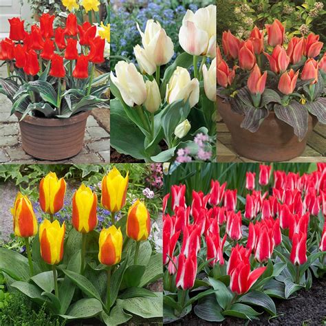 Dwarf Summer Flowering Bulbs