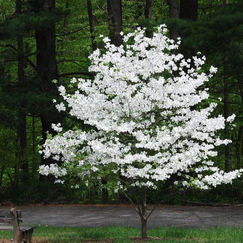 Dwarf White Dogwood Tree