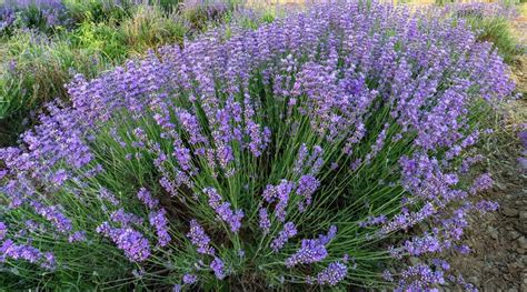 Dwarf and Compact Varieties for Small Spaces