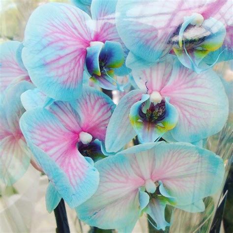 Dyed Orchids