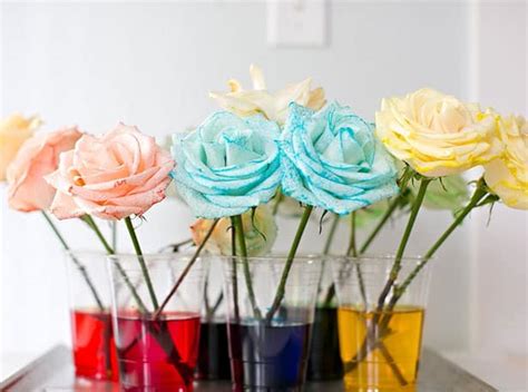 Dying White Roses With Food Coloring