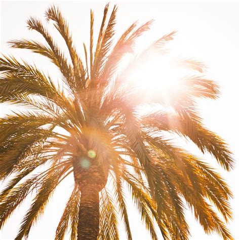 Dynamic Weather System in Palworld