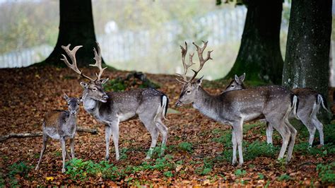 Dyrehaven Deer