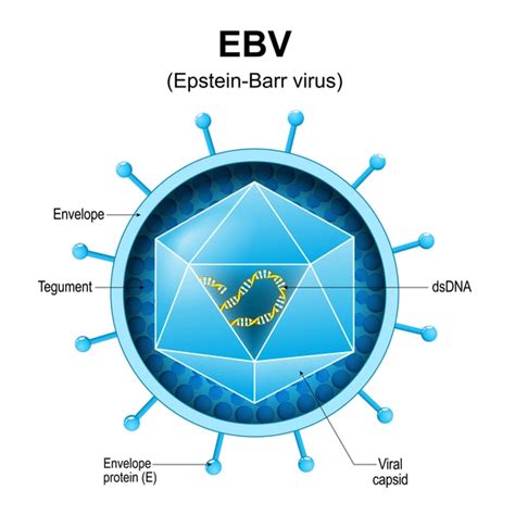 EBV 1020A virus